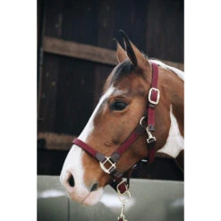 Kentucky Plaited Nylon Halter -Sabandar Store 22012019 485a4444 fa666445 8f8c 4b0f b911 d04644b41288