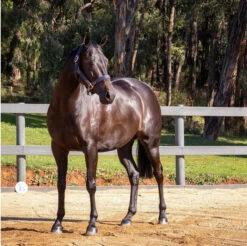 Hairy Pony Coat Conditioner Essential Oil 100ml -Sabandar Store Hairy Pony Coat Conditioner Essential Oil 100ml 3