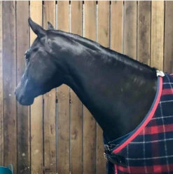 Hairy Pony Coat Conditioner Essential Oil 1lit -Sabandar Store Hairy Pony Coat Conditioner Essential Oil 1lit 4