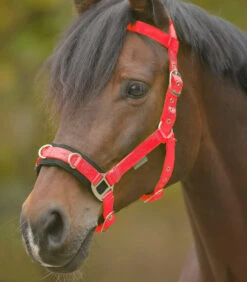 Lunge Cavesson Light Waldhausen Red