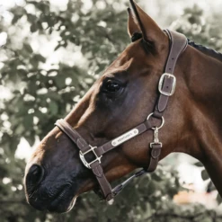 Kentucky Leather Anatomic Halter -Sabandar Store b a929523bbdd099ba1a676b6771a9e673 article photobook m a56a7a5a 3f2d 4859 a9e1 8dbc8cc95484