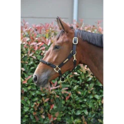 Kentucky Control Halter -Sabandar Store halter 3 0 f101611b befe 4a68 9069 a382bfe81ec6