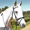 Kentaur Hanoverian Bridle With Decorative Browband And Removable Flash -Sabandar Store kentaur hanoverian bridle with decorative browband and removable flash southern sport horses