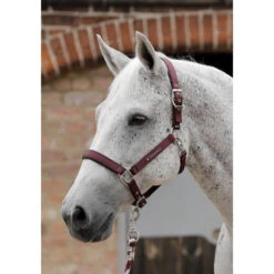Premier Equine Plain Padded Headcollar -Sabandar Store premier equine plain padded headcollar headcollar 3 dd71d9dc 0fc3 4229 9931 0f0b6f8845a6