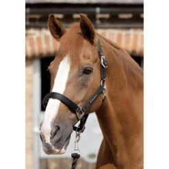Premier Equine Plain Padded Headcollar -Sabandar Store premier equine plain padded headcollar headcollar 5 0ad8262f d891 489e b8c2 f247a9042467