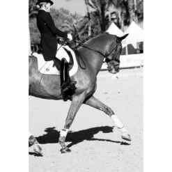 Shop Flexible Filly Splint Boots - Premium Quality Equine Protection -Sabandar Store shop flexible filly splint boots premium quality equine protection thinline global australia 4 c4aee822 e79d 4a9d a4d6 2513f352aa7d